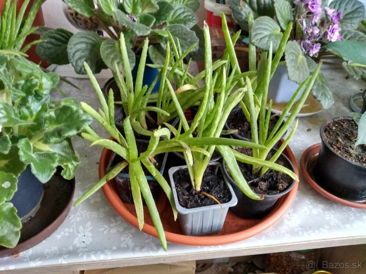 Aloe vera - 4