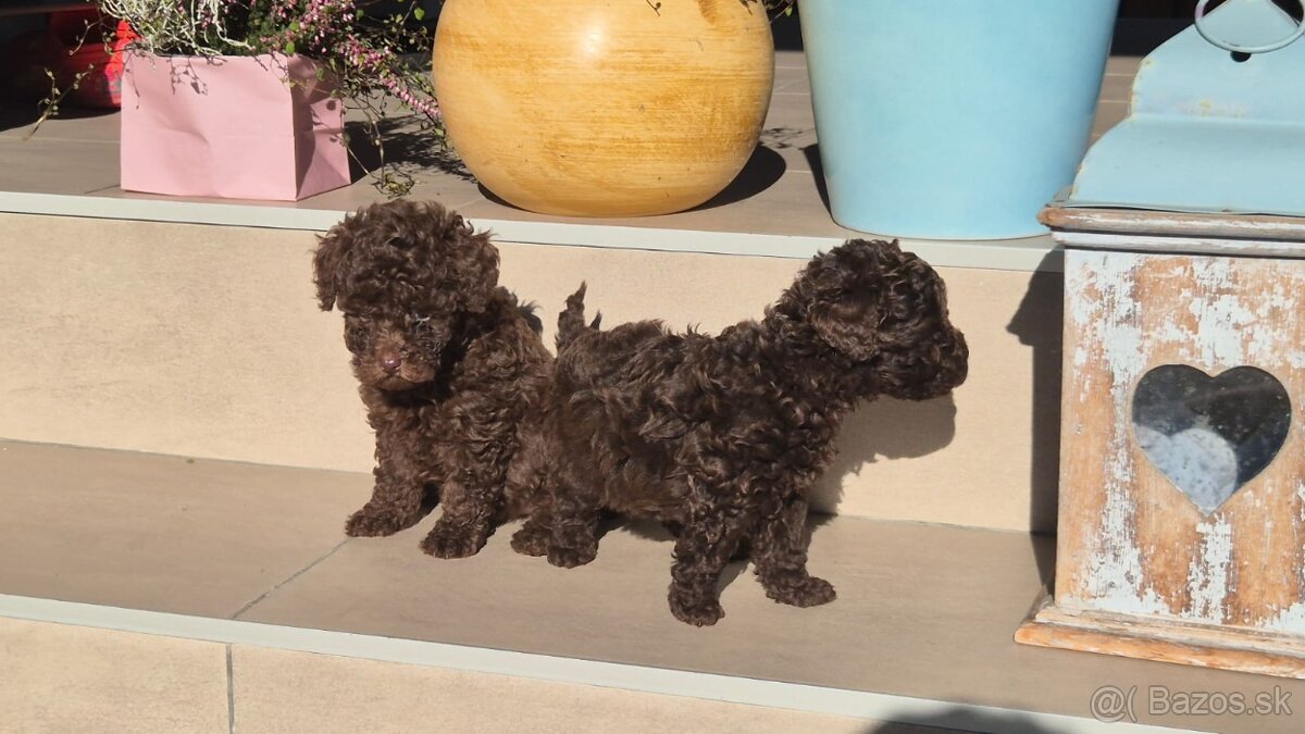 Pudel Toy Pudel pudlík - 4