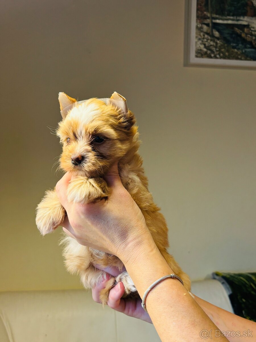 Golddust s PP, Yorkshire s PP, York - 4