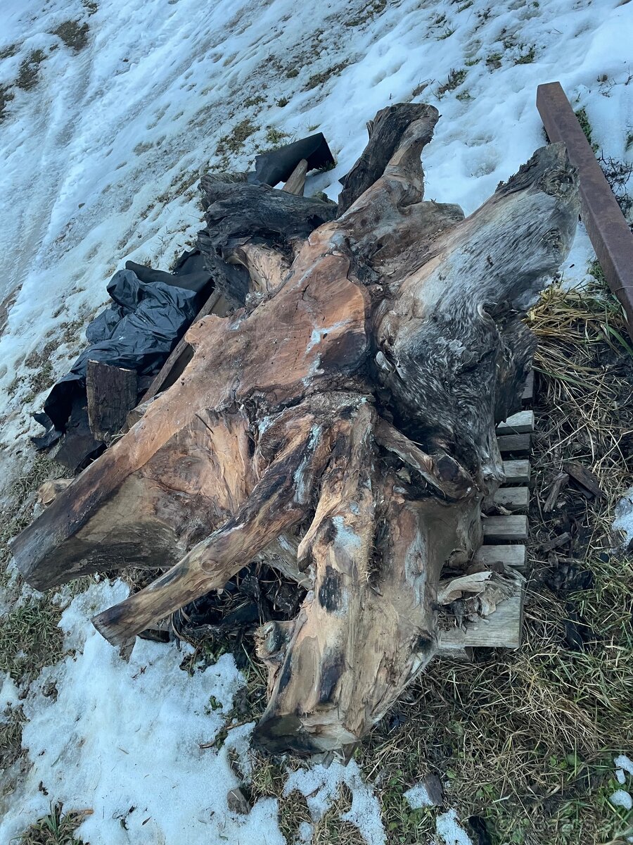 Orechový koreň - 4