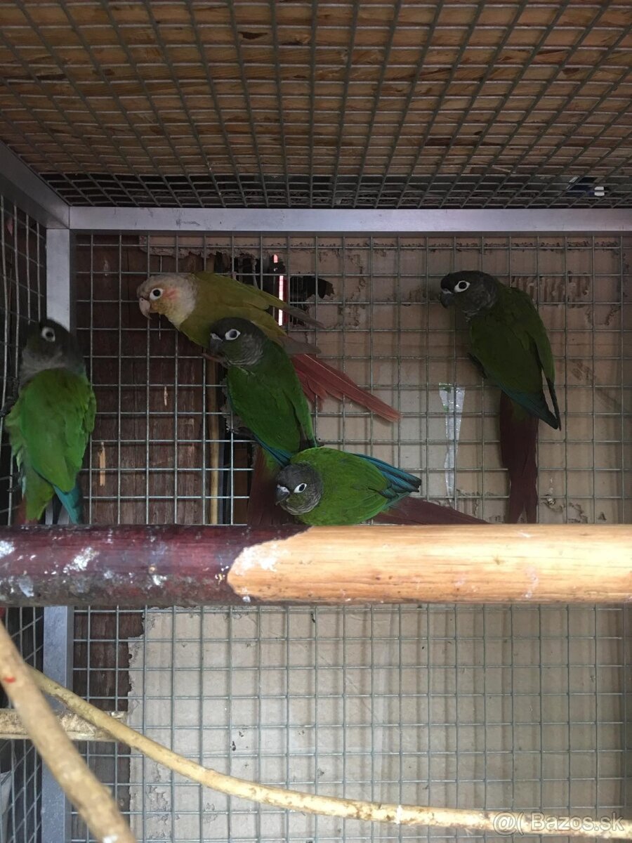 Pyrura zelenolíca - 4