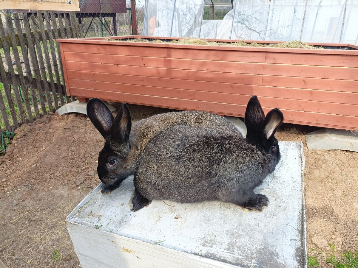 Králiky - 4