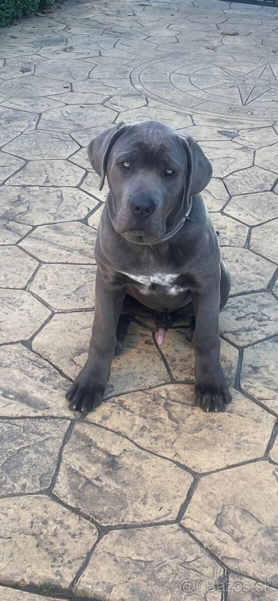 Predám šťeňa Cane Corso - 4