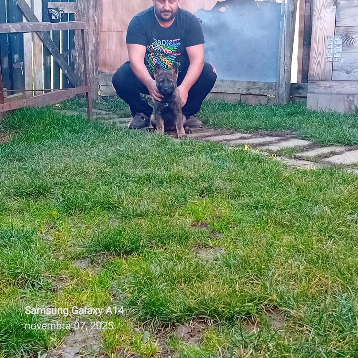 Nemecký ovčiak - 4