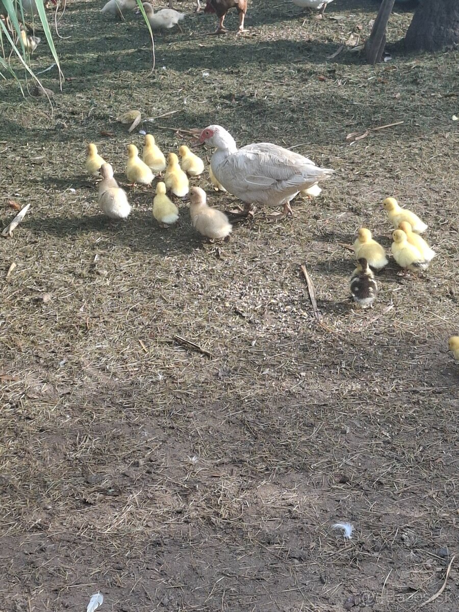 Kačice čínske-pižmové - 4