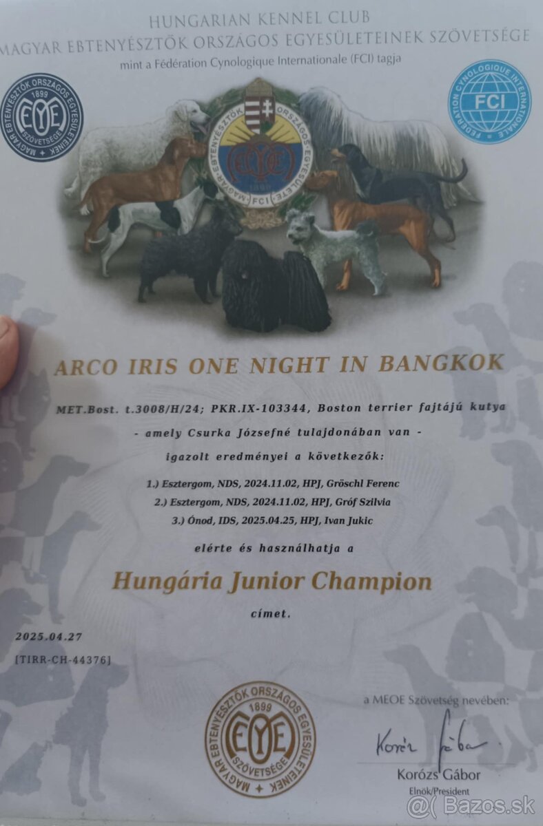 Boston,Bostonský teriér,Boston Terrier s PP - krytie - 4