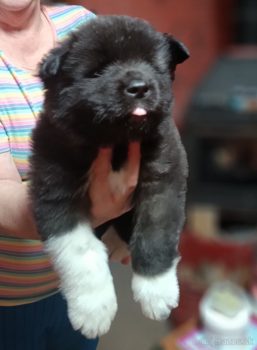 prodám Štěňata Americká Akita s PP - 4
