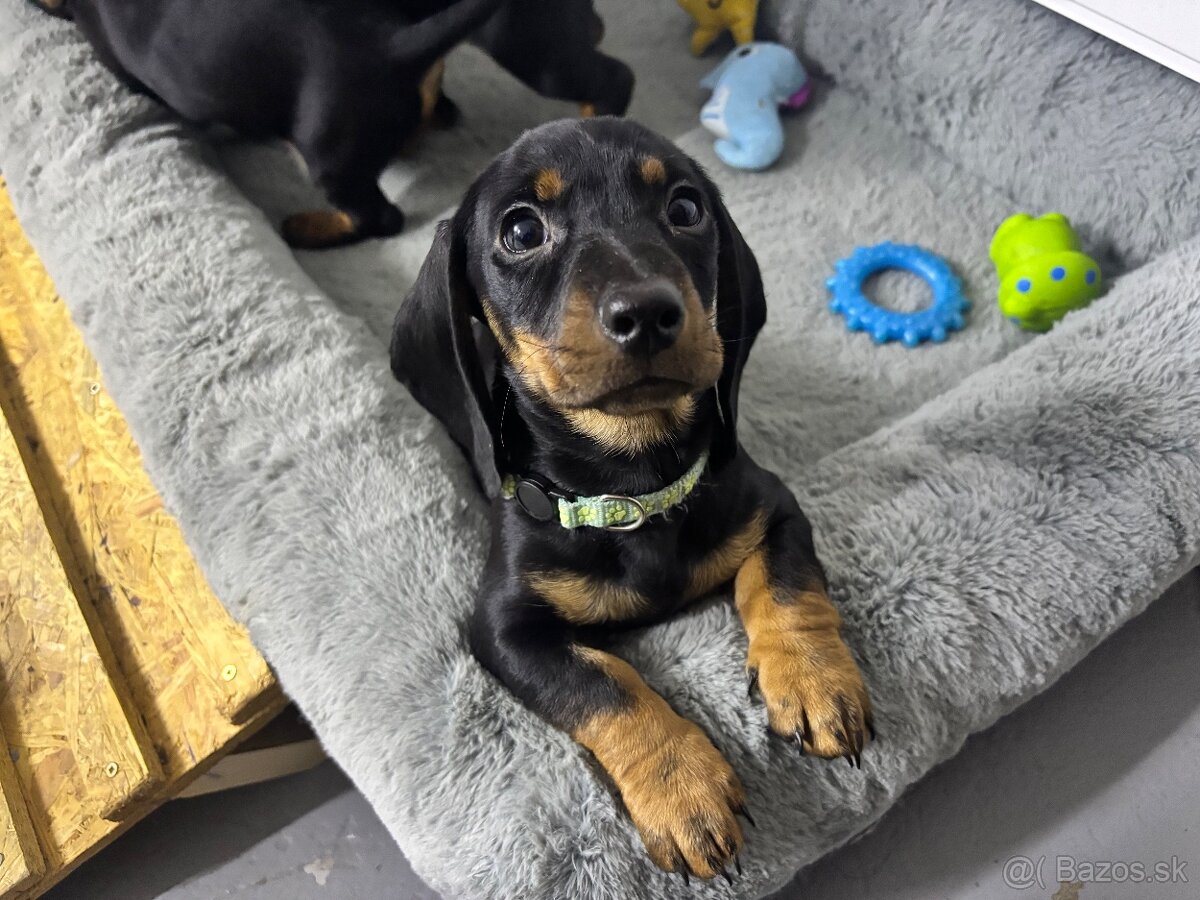 Jazvečík kratkosrstý - 4