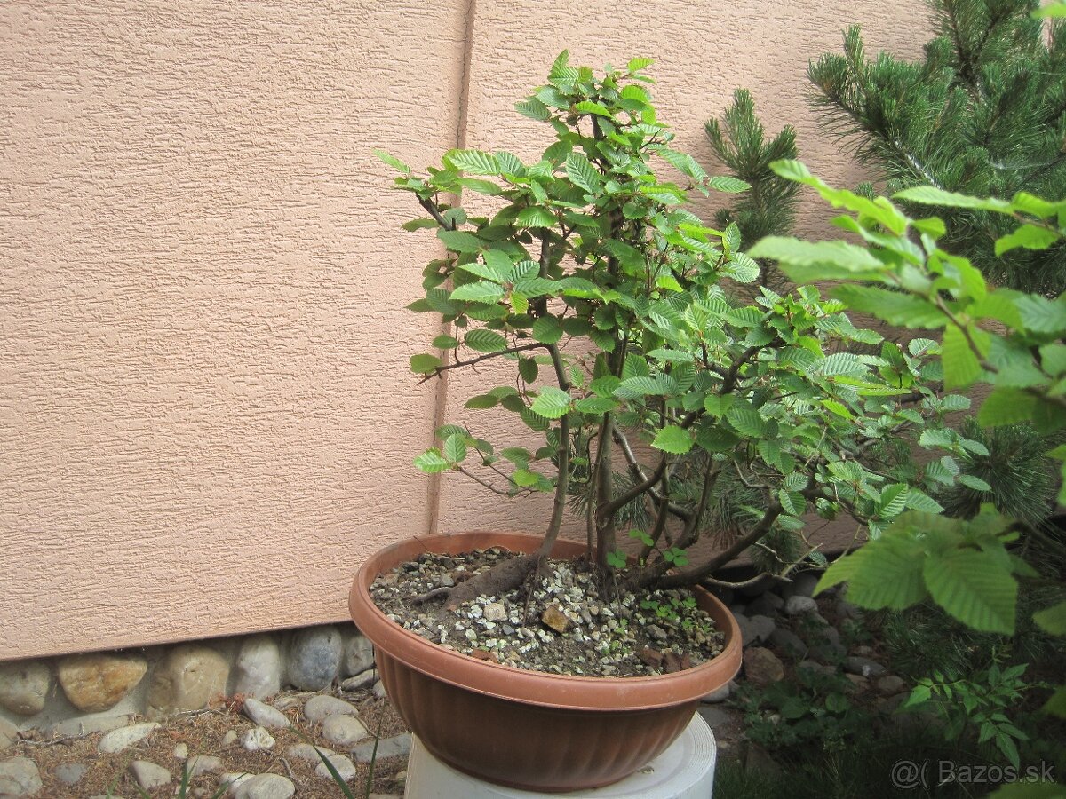 bonsai,bonsaj-hrab 13 - 4