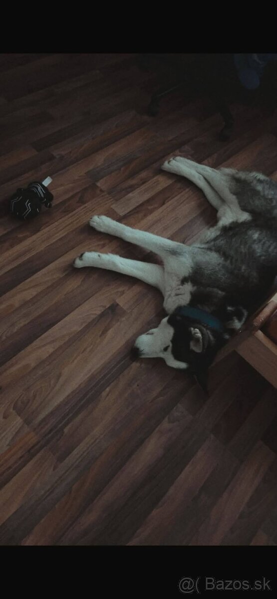 Husky - 4