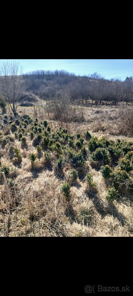 Krušpan vždy zelený Buxus - 4