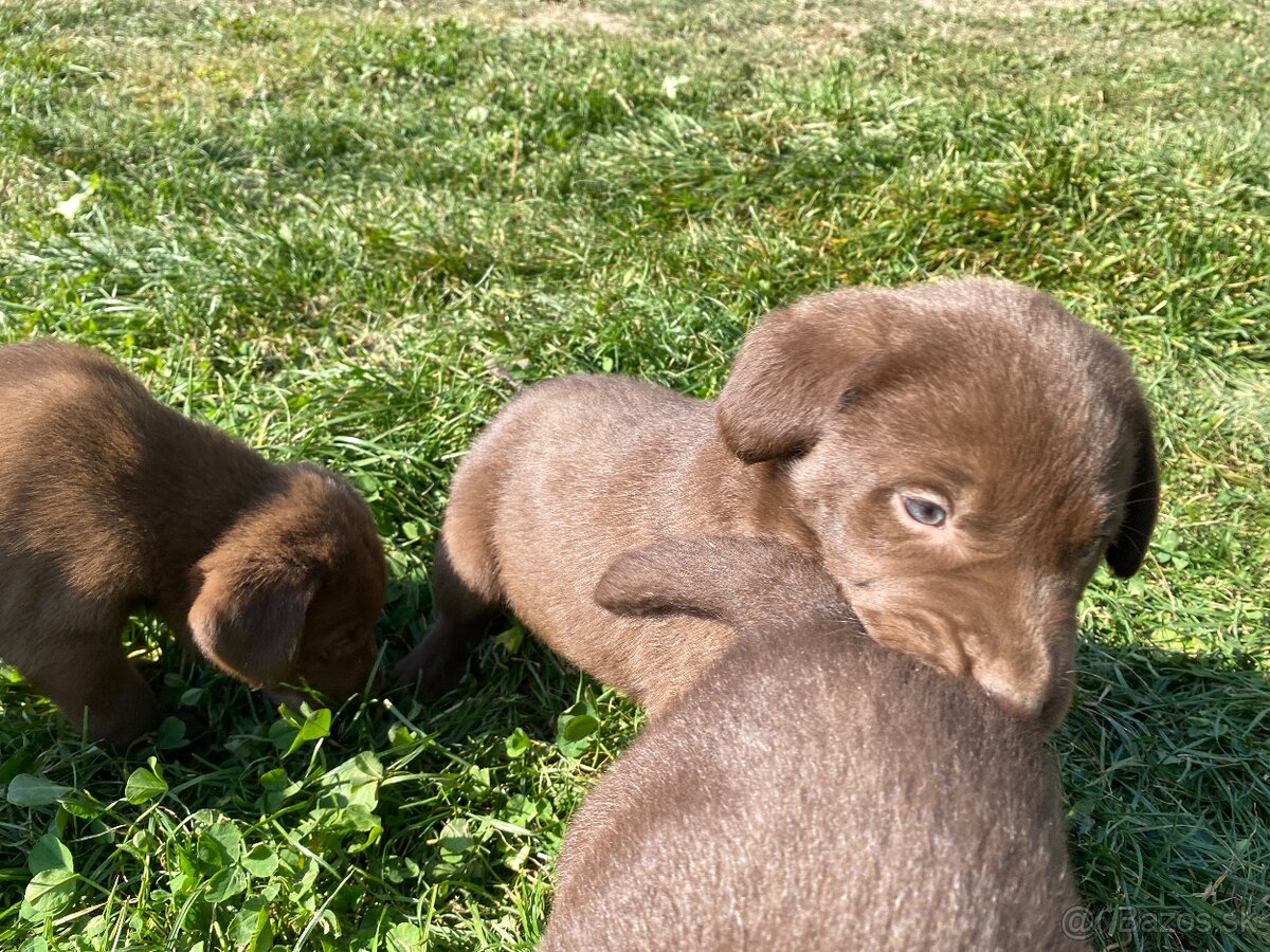 Labrador šteniatka - 4