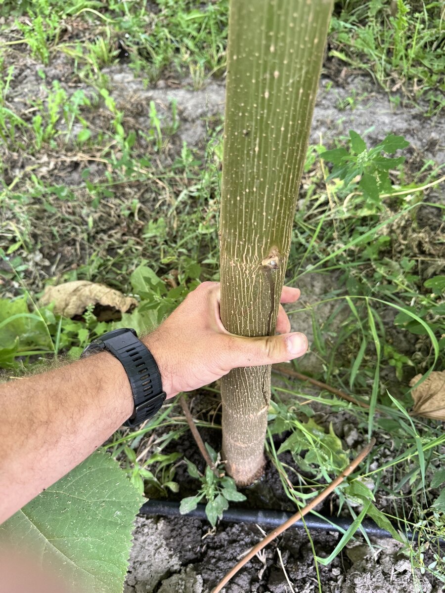 Paulownia Shan Tong - 4