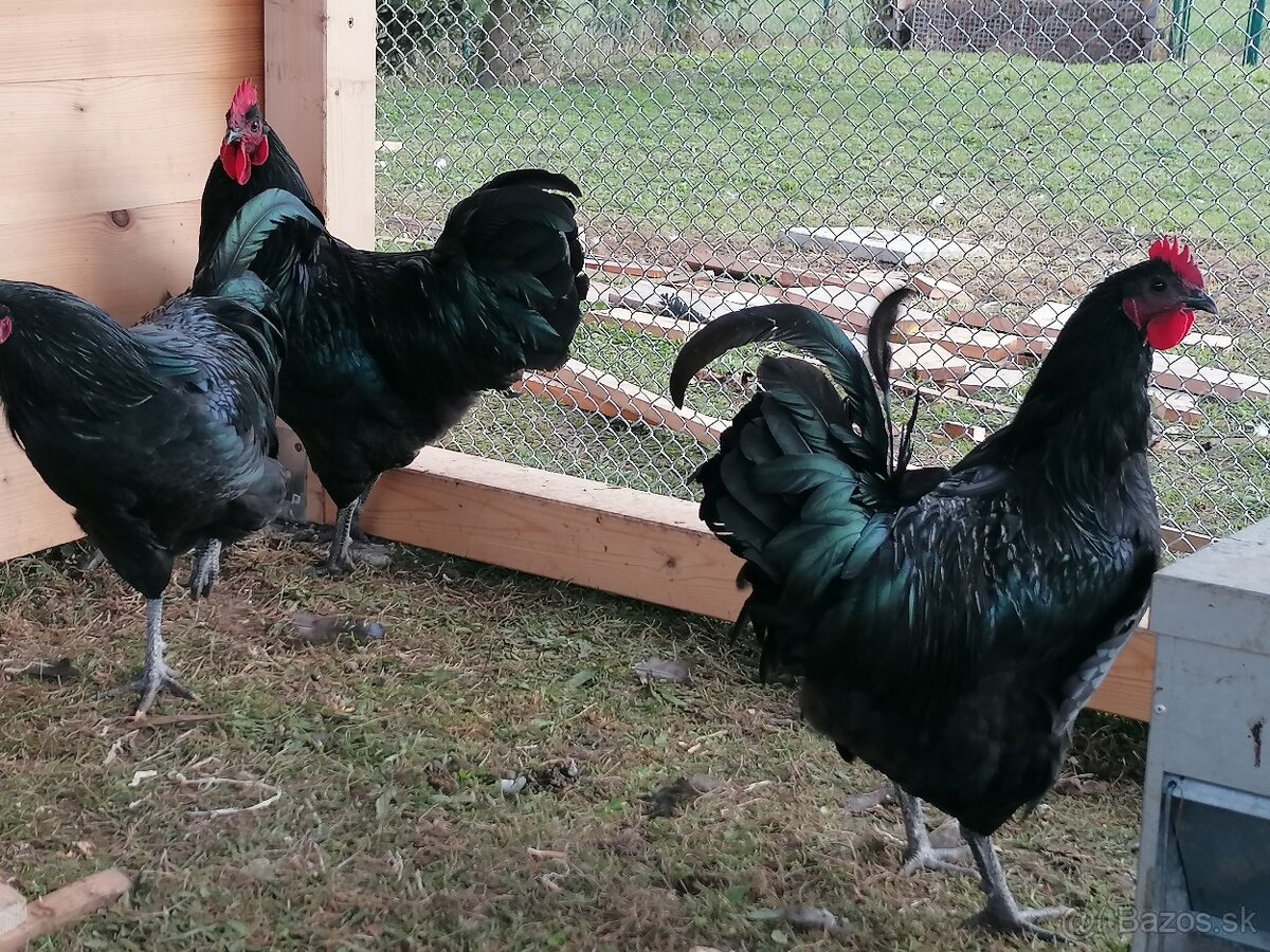 Australorpka čierna - kohút - 4