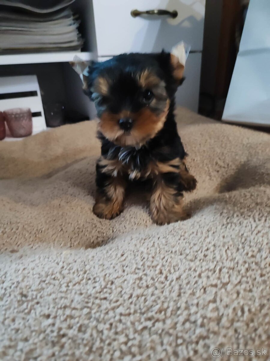 Yorkshirsky teriér Yorkshir - 4