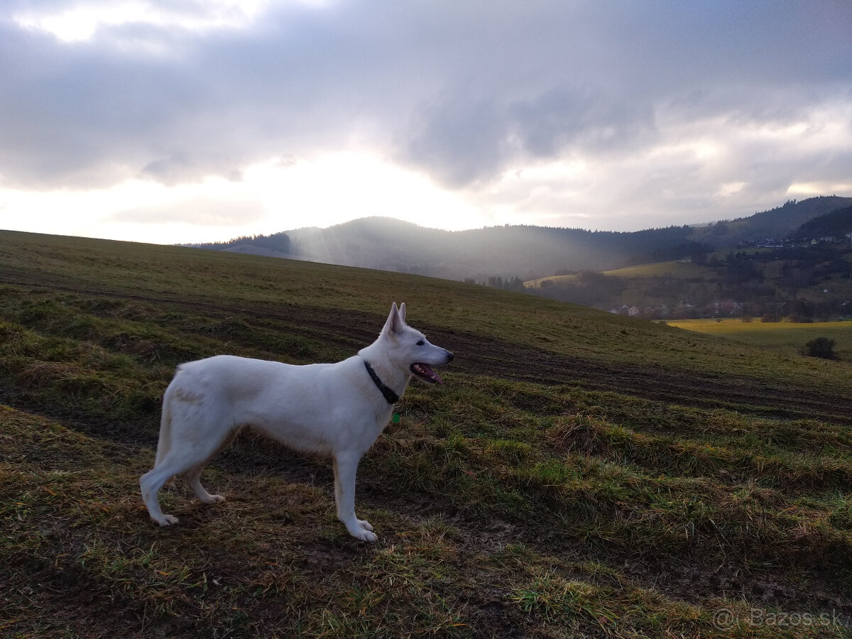 Biely švajčiarský ovčiak - 4