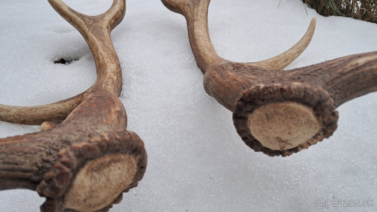 Predam jelenie zhody, parohy - 4