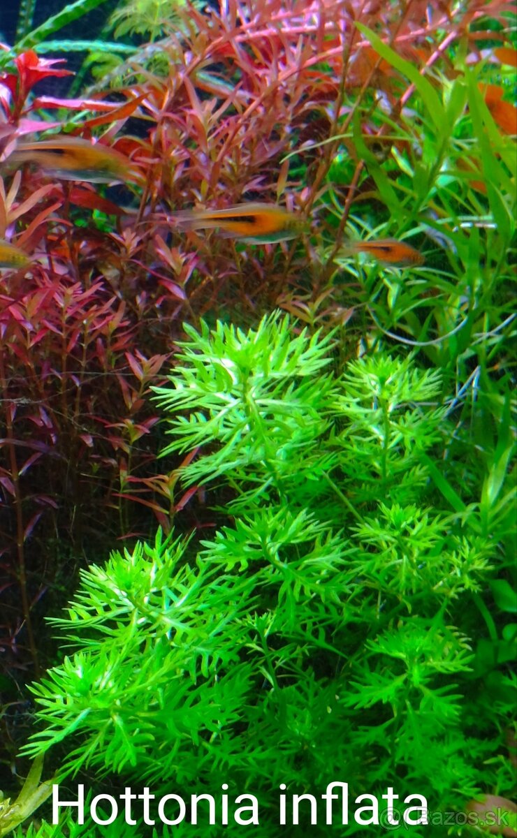 Akvarijne rastlinky z prestrihu - 4