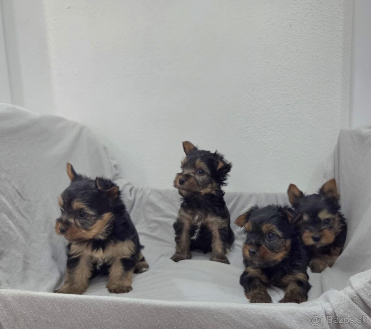 Yorkshirsky terier - 4