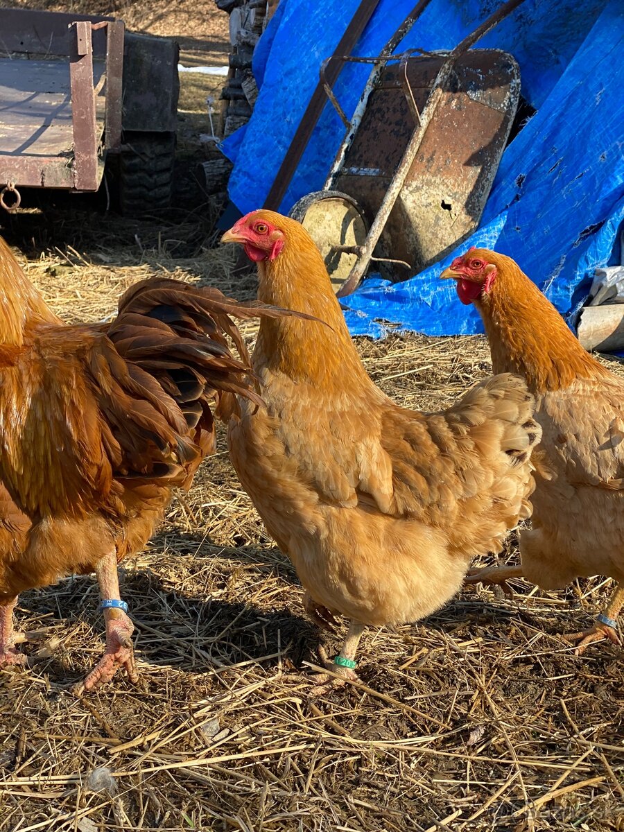 Oravka žltohnedá- násadové vajíčka - 4