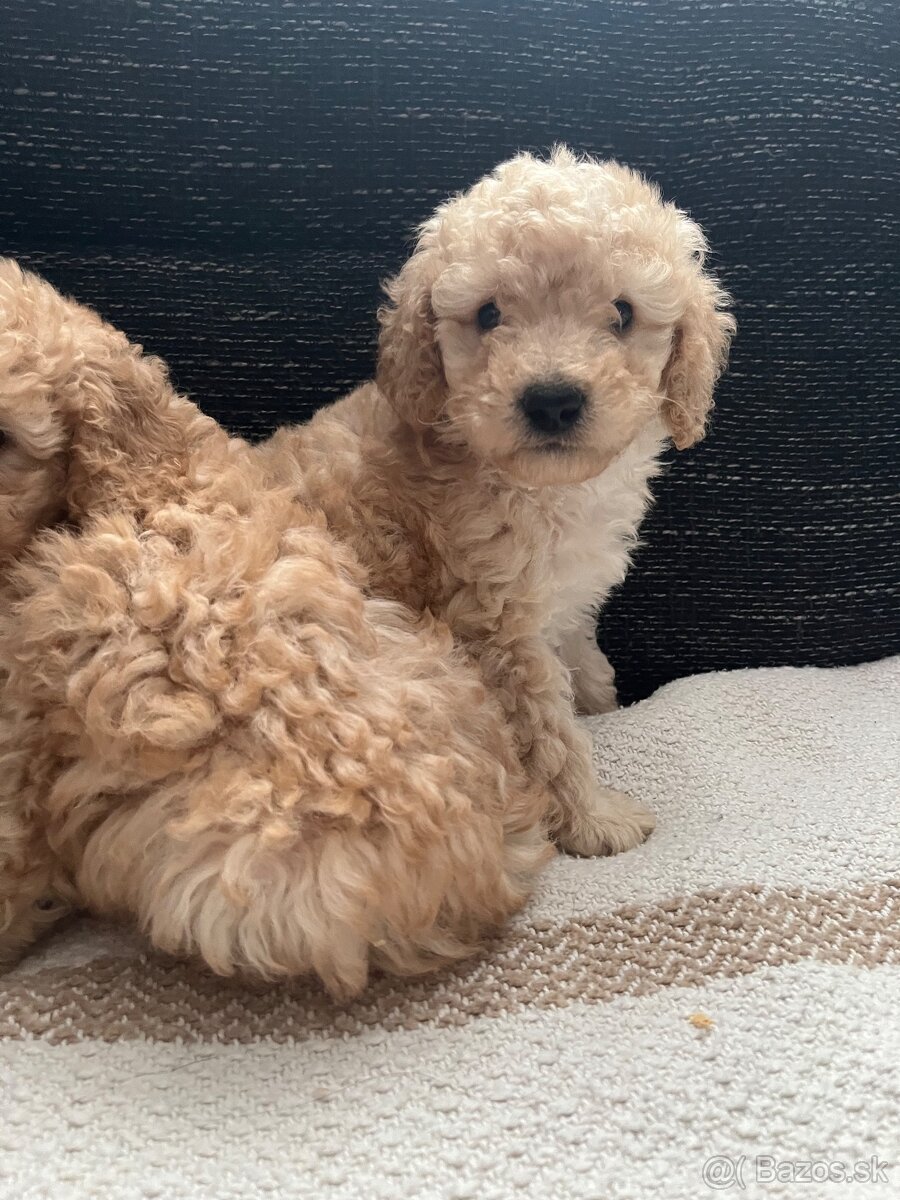 Pudel Toy/trpaslik - 4