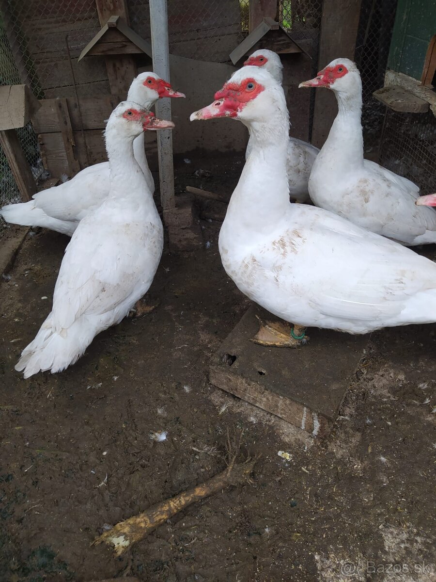 Kačica pižmová - 4