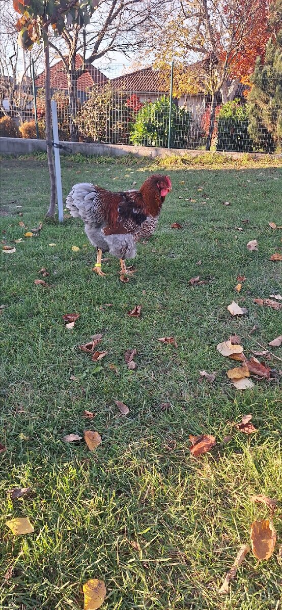 Predám kohútov Wyandotka zlata modro lemovaná - 4