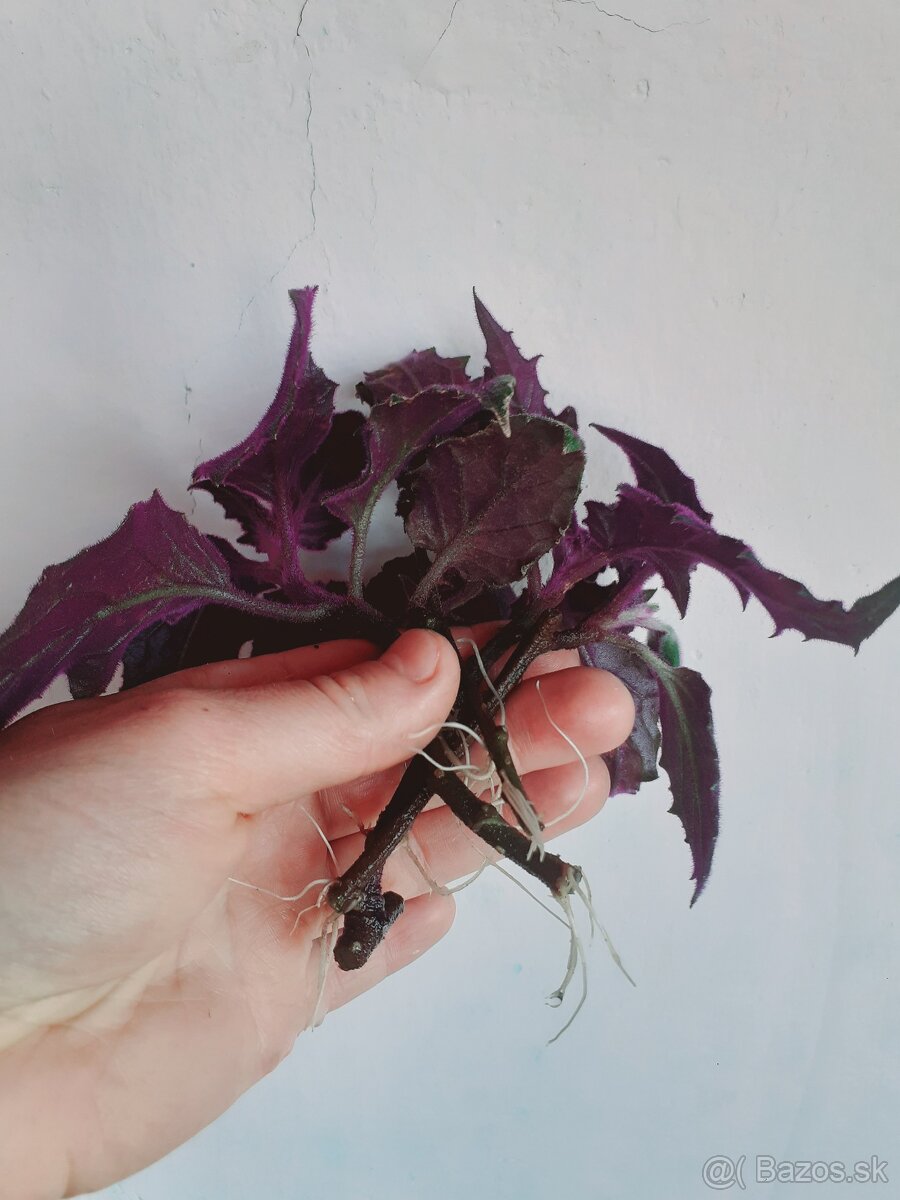 Gynura popínavá - zakorenené odrezky - 4