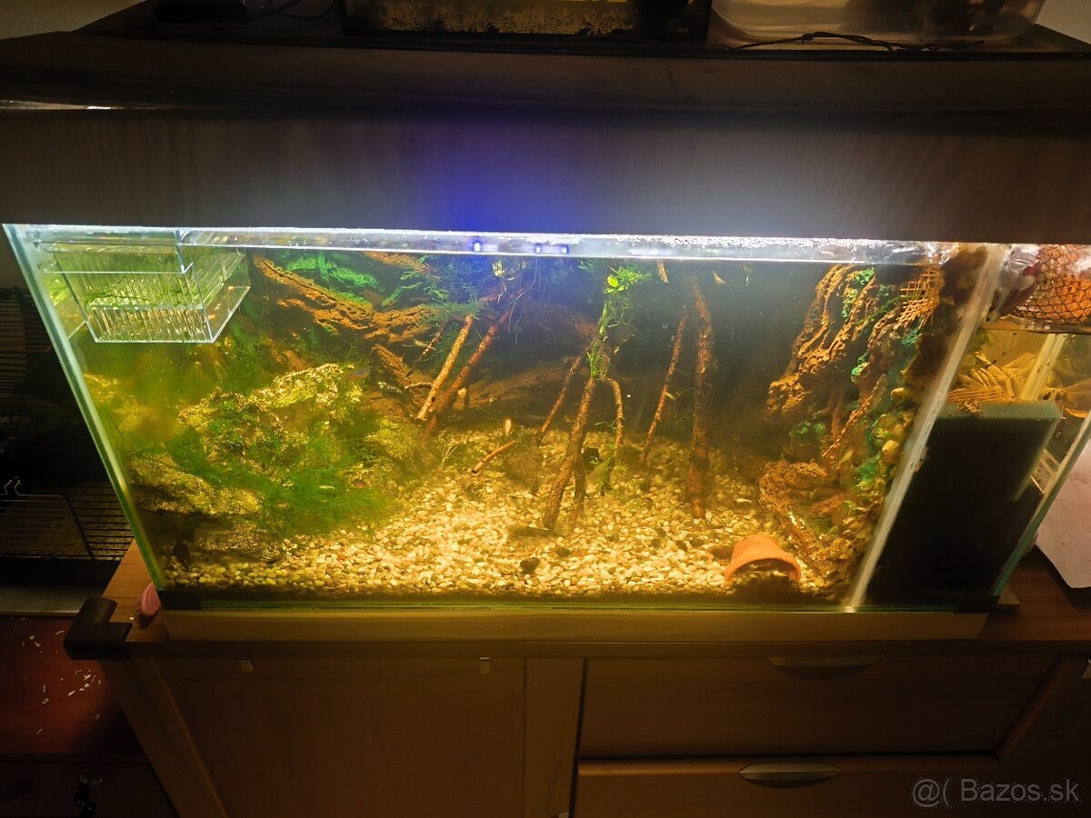 Akbarium +rybky+krevety - 4