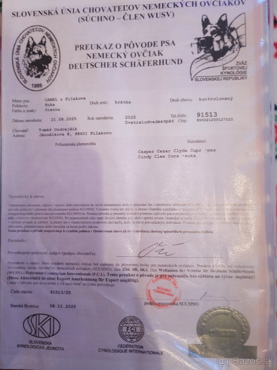 Nemecky ovciak PP vel - 4