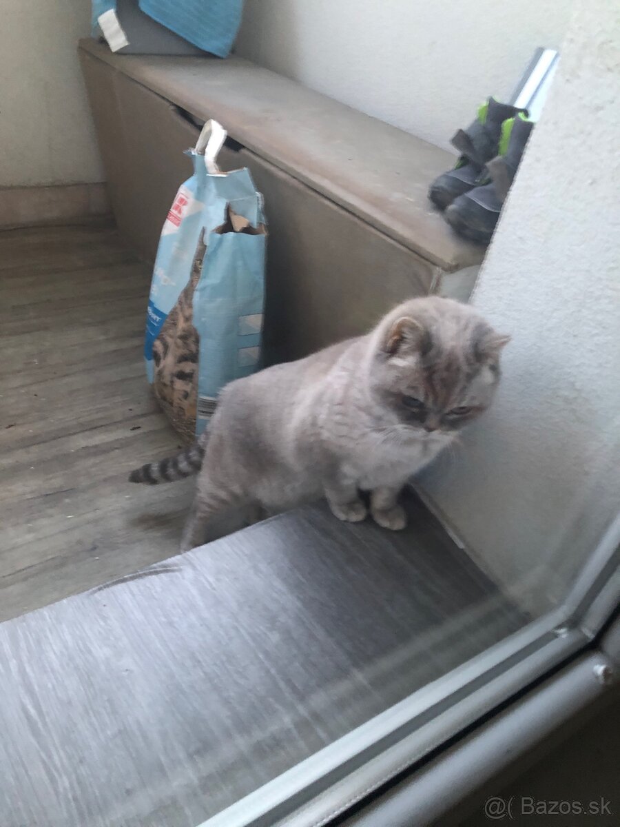 Britská Colorpoint - 4