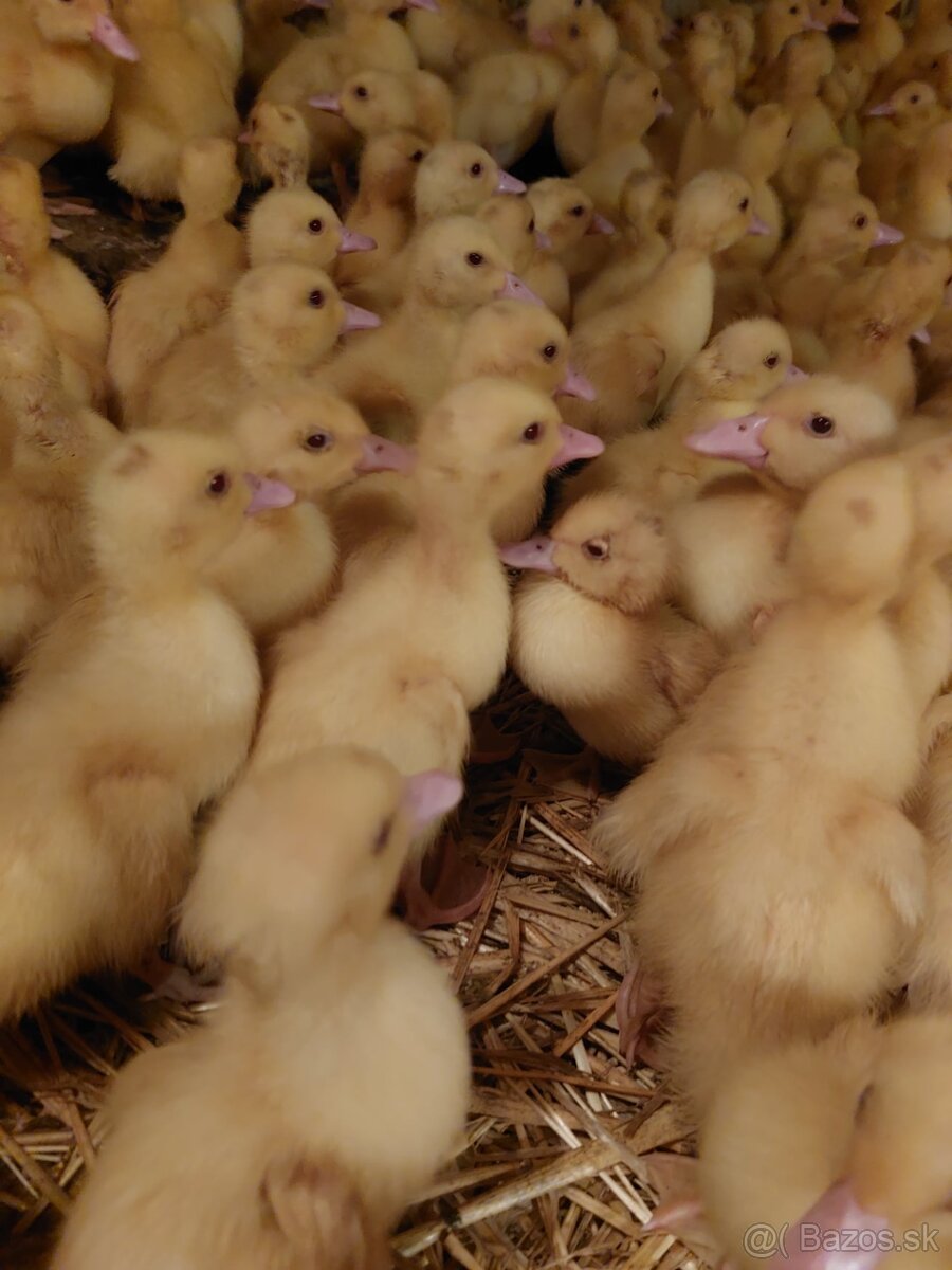 Husokačky, husy, perličky - 4