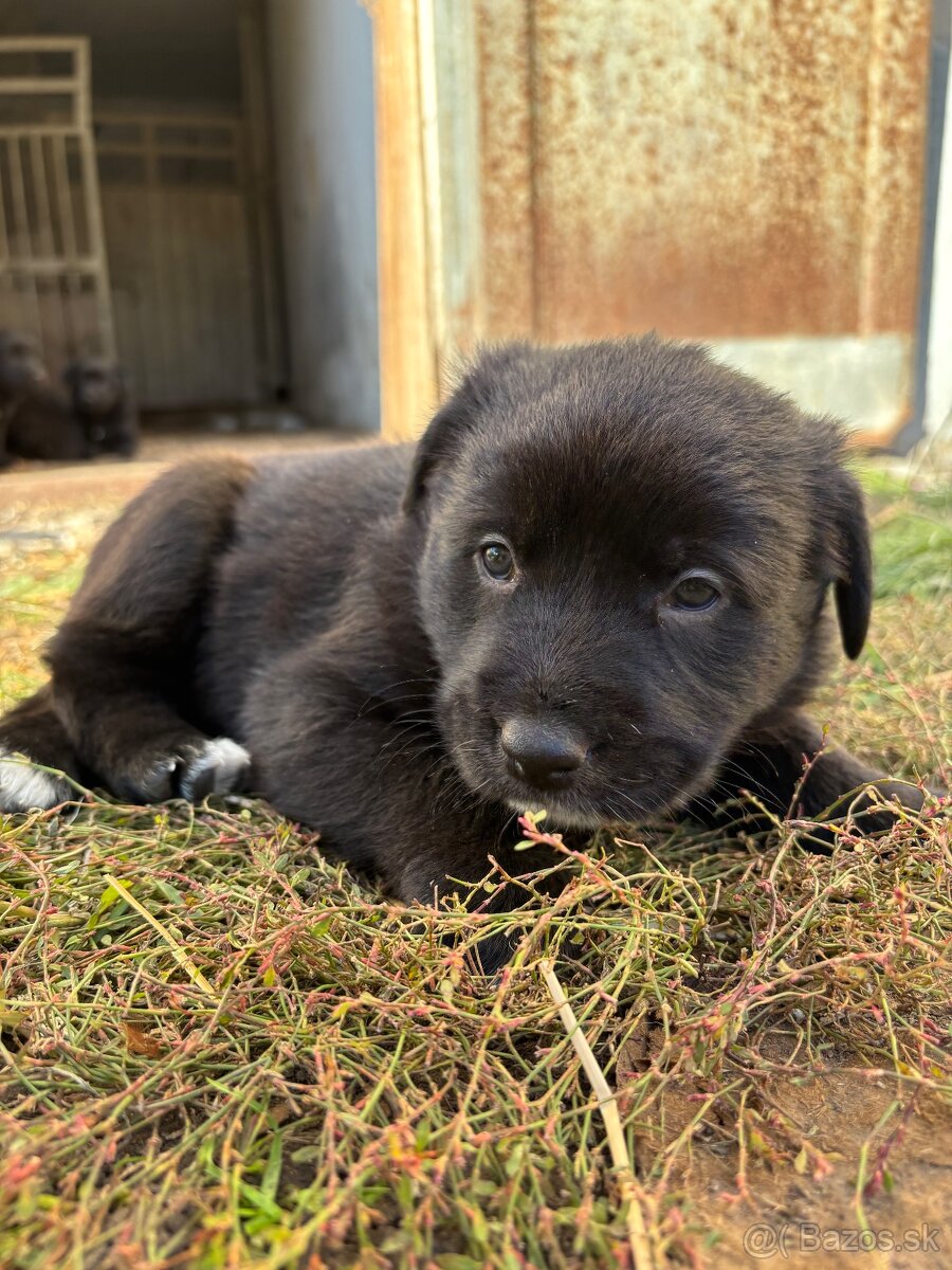 Darujem štaniatka🐾 - 4