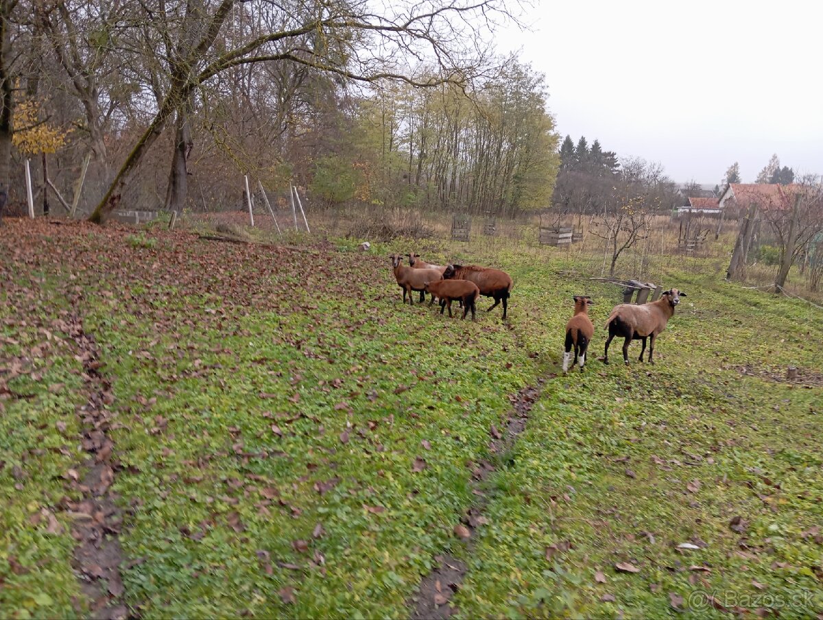 Predám kamerunské barančeky - 4