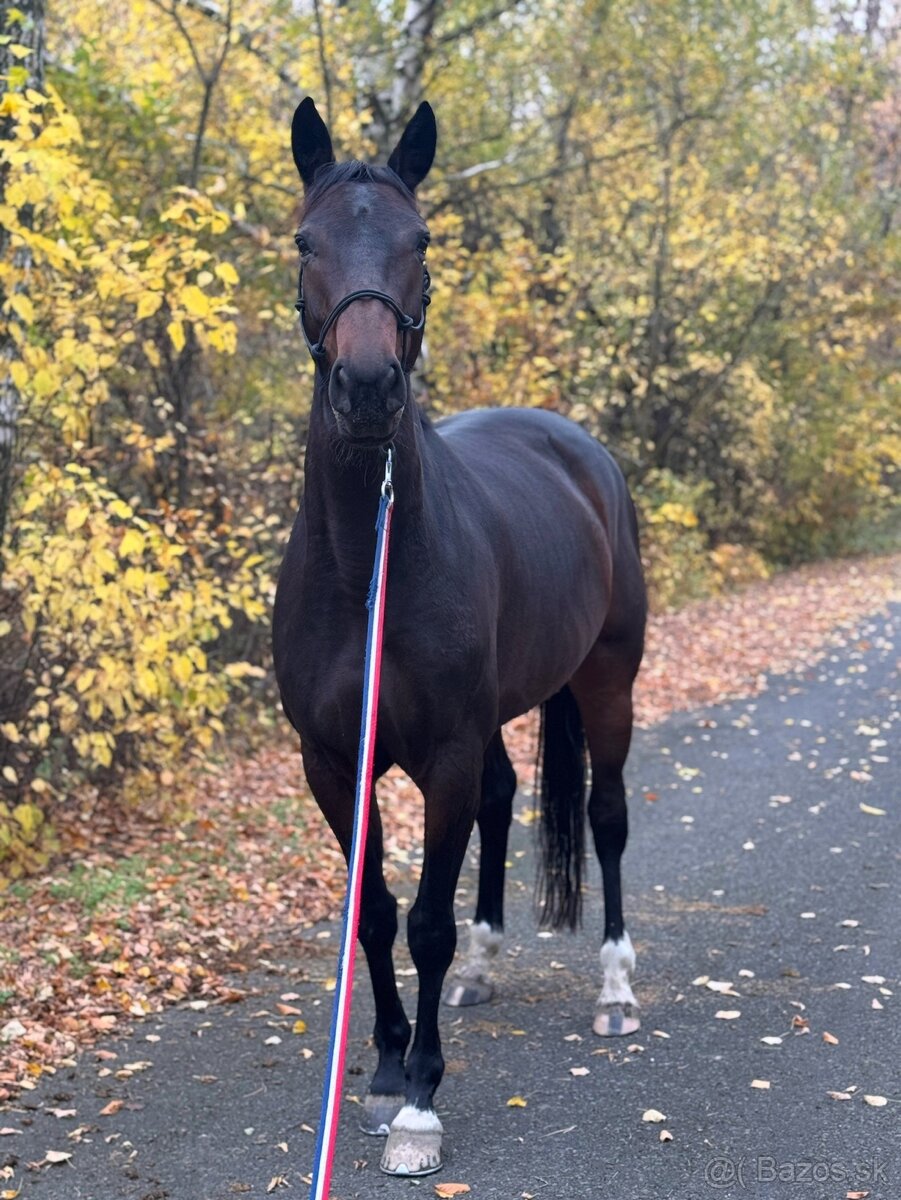 Chrakterní klisna do sportu - 4