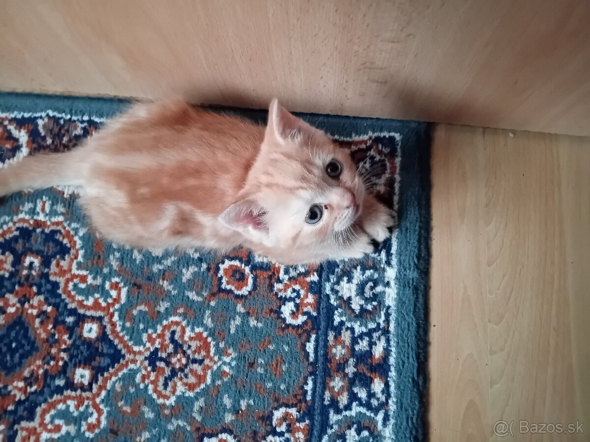 Darujeme mačiatko- hrdzavá mačička - 4