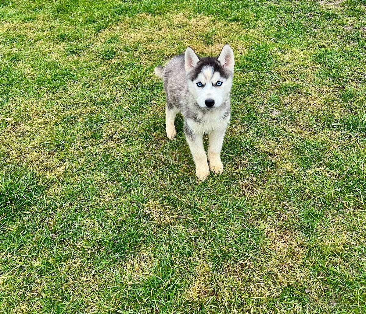 Steniatka sibirsky husky - 4