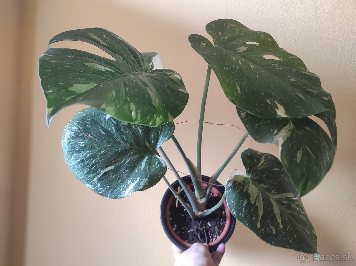 Monstera Thai - 4