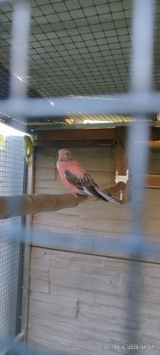 Neofema Bourkova - 4