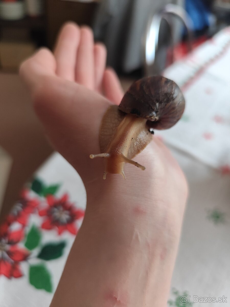 Achatina africké slimáky - 4