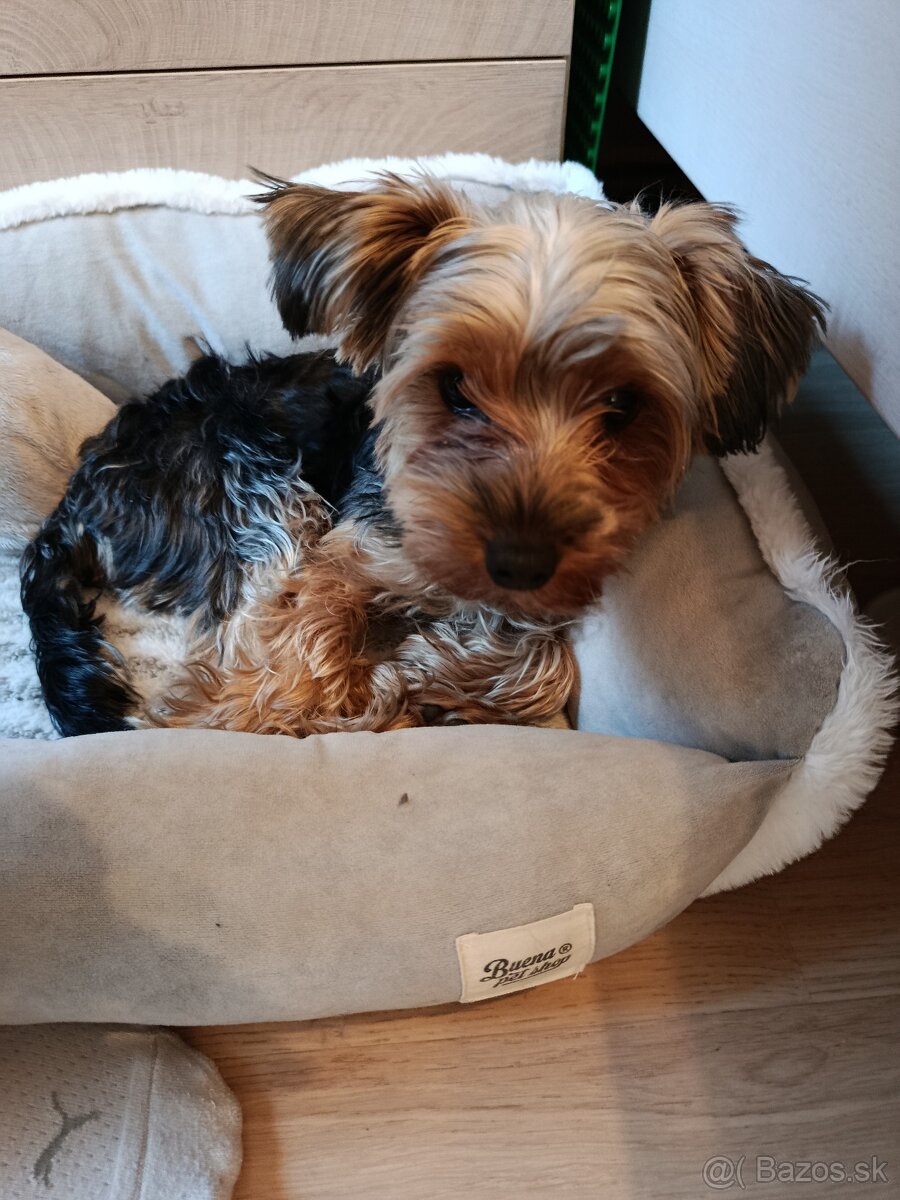 Jorkšírsky teriér - 4