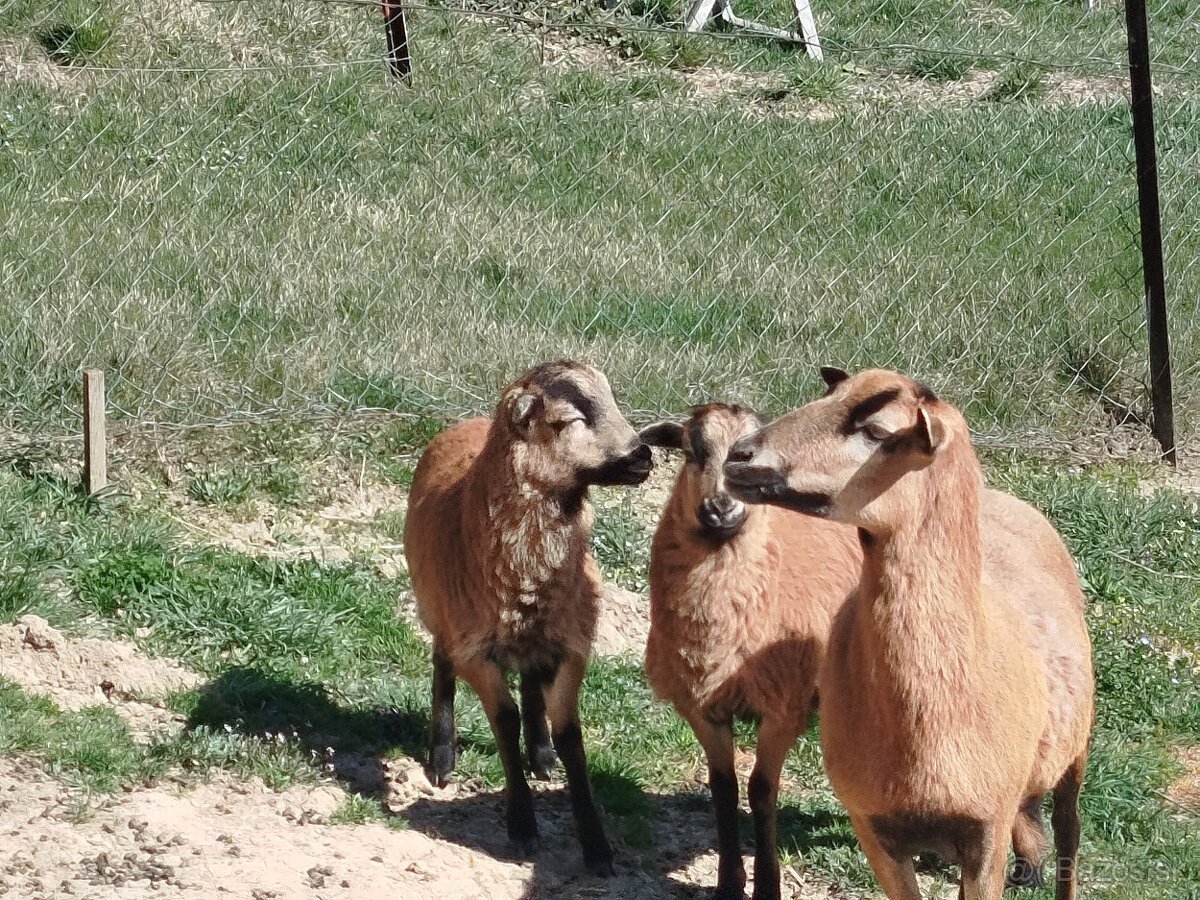 Predám kamerunské ovce - 4