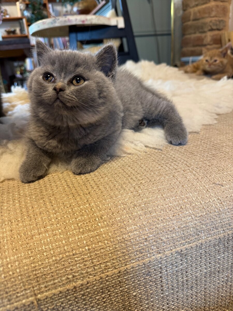 Britské mačiatka s PP - 4