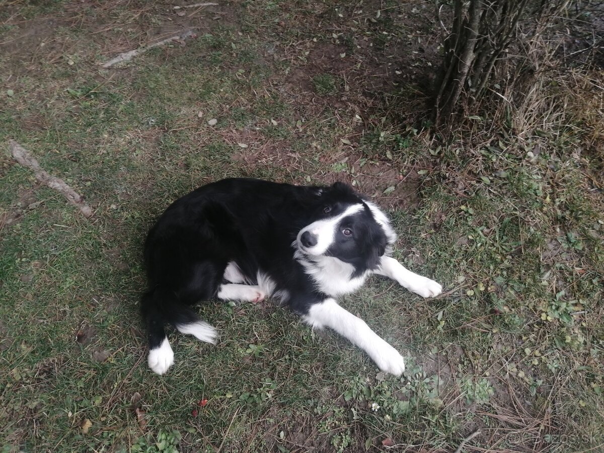 Border Collie - 4