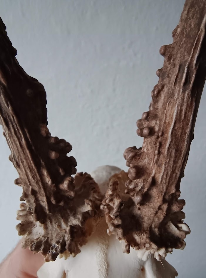 Trofej trofeje parohy parožie zhody... - 4