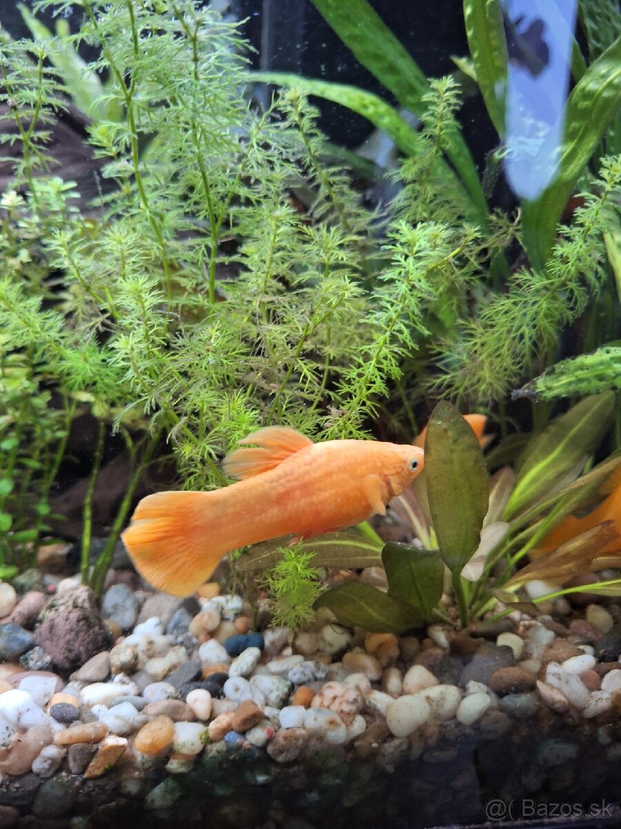 Živorodka ostropyská - 4