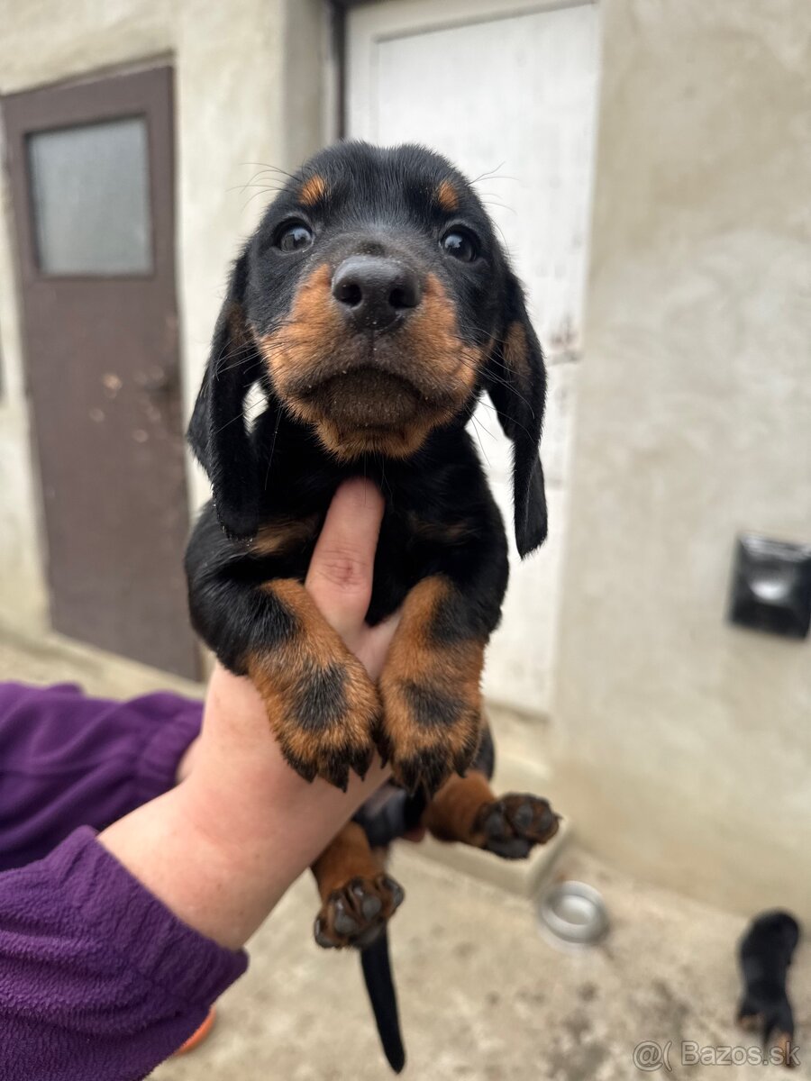 Šteniatka krátkosrstého jazvečíka - 4