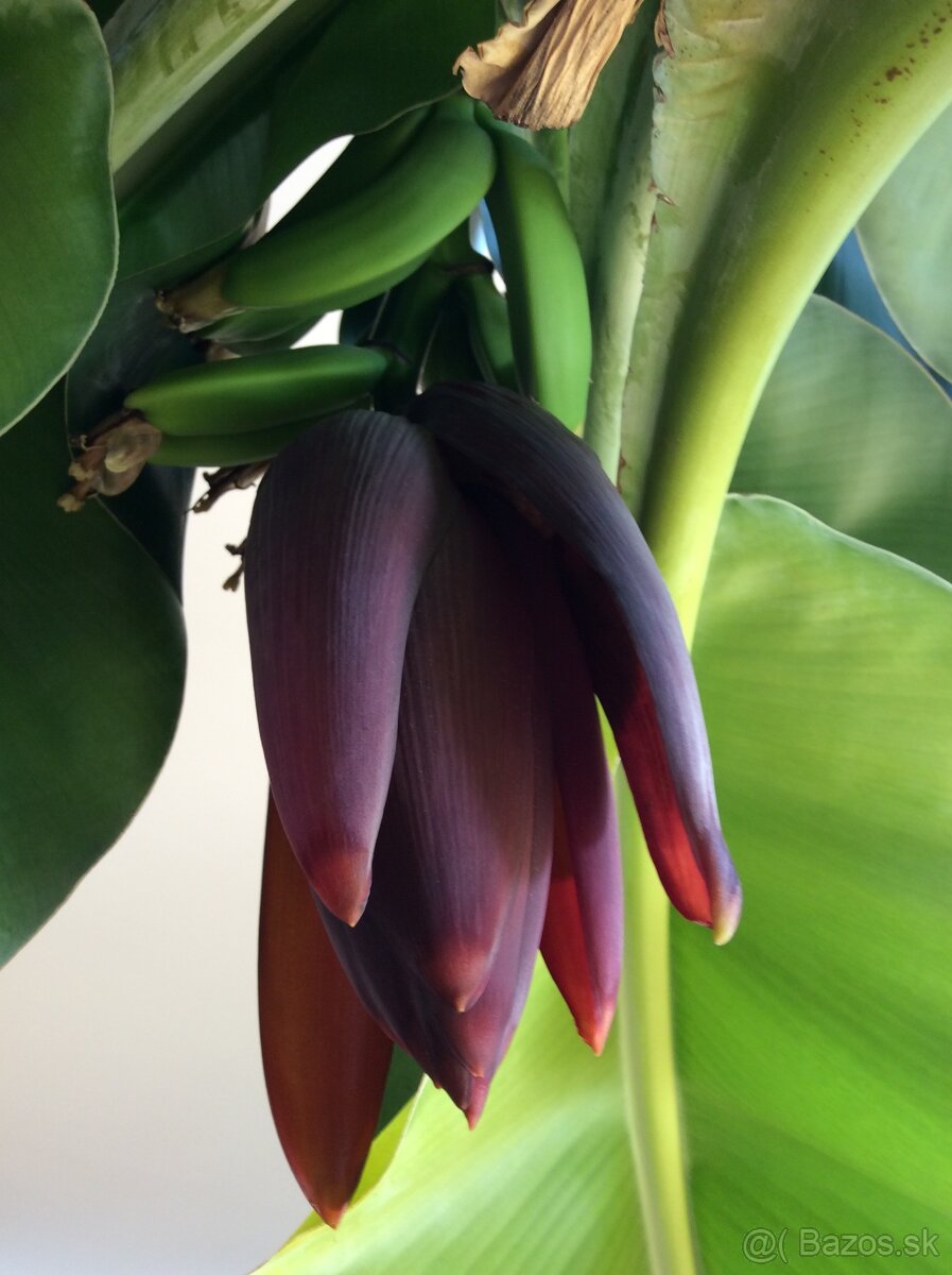 Bananovník - 4