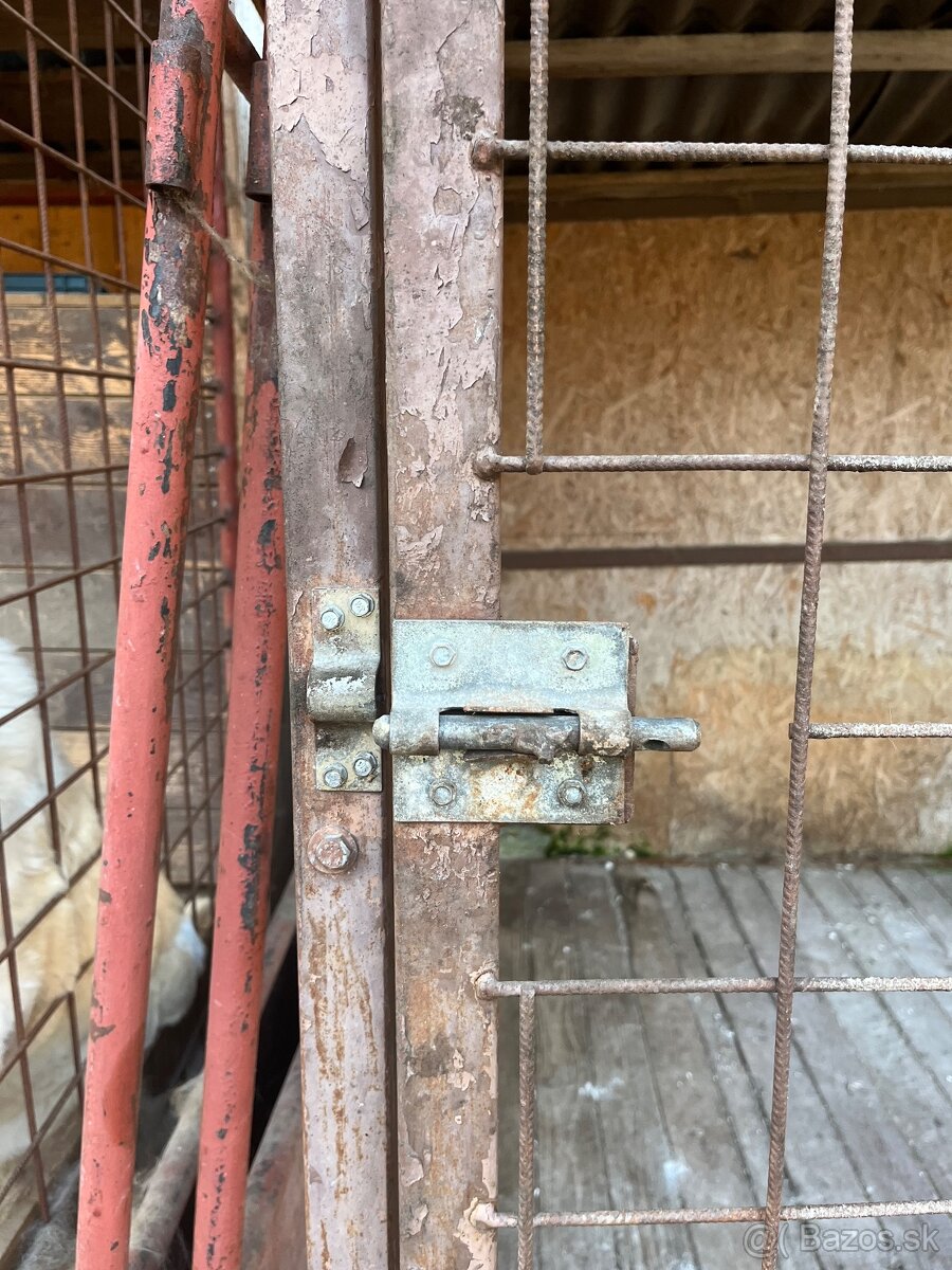 Predam psiu budu. - 4