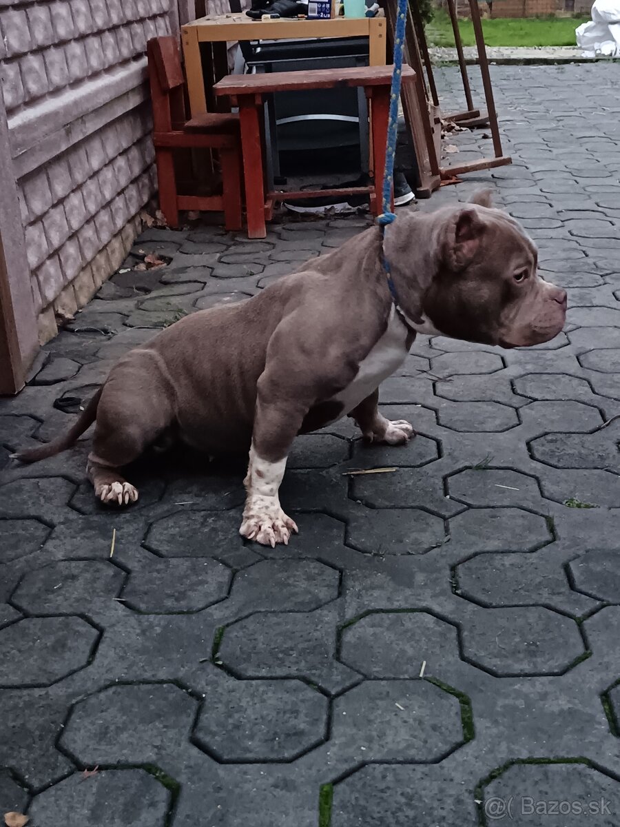 American bully - 4